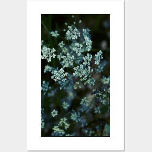 Cow Parsley Posters and Art